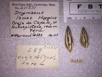 Media type: image; Malacology 211371 Description: 211371_Drymaeus_lamas image;
